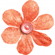 Cranberry Orange Flower 2 