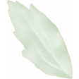 Baby Dear Mini Leaf
