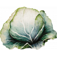 Lovely Garden Cabbage