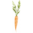 Lovely Garden Stickers : Carrot