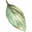 Afternoon Daffodil Element leaf