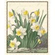 Afternoon Daffodil Element postage stamp daffodil