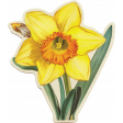 Afternoon Daffodil Extra vintage sticker daffodil
