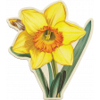 Afternoon Daffodil Extra vintage sticker daffodil