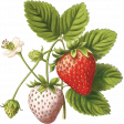 Old Fashioned Summer sticker strawberry