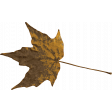 Provincial Seascape leaf brown