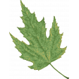 Provincial Seascape leaf green