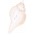 Provincial Seascape shell 2