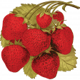 Summer's Blush Mini strawberries