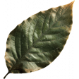 Wildwood Thicket Leaf