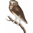 Wildwood Thicket Owl