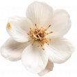 Wildwood Thicket Mini flower white