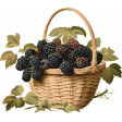 Charlotte's Farm Element basket blackberries 2
