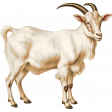 Charlotte's Farm Element goat