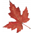 Charlotte's Farm Element leaf red