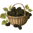 Charlotte's Farm Blackberries Basket