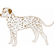 Feathers And Fur Element dog dalmatian