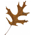 Autumn Leaves No. 4 leaf 5