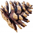 Evergreen pinecone
