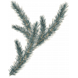 Evergreen watercolor evergreen