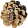 Evergreen Pinecone 2