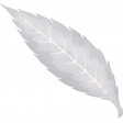 Evergreen Gray Leaf