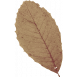 Evergreen Tan Leaf