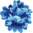 Countryside Blue Flower
