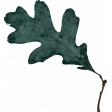 Spring for Coffee Dark Green Leaf