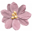 Burgundy flower
