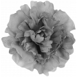 Peony 1 Template