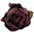 Rose 3