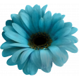 My Life Palette - Realistic Flower (Turquoise)