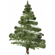 HO HO HOly Night_Watercolor Fir Tree