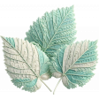 Fairytale Leaf cluster 3