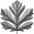 On A Winter's Day Silver Oak Leaf 4