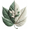Silky Velvet Leaf 6