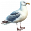 Beach Daze Seagull 2
