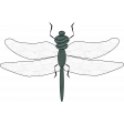 Feb 2023 Design Challenge Letter_Dragon Fly_Green
