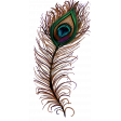 Peacock  Textured Feather Element