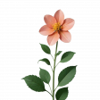 Paperflower 2