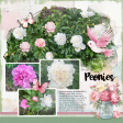 My May Peonies