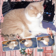 Shabby Chic 3