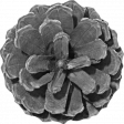 Outdoor Adventures - Element Template - Pine Cone Flower 01