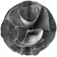 Fabric Flower Template 004