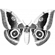 Butterfly Template 008