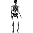 Skeleton