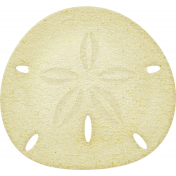 At The Beach- Sand Dollar