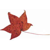 Fall Leaf 4