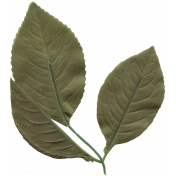 Leaf 009